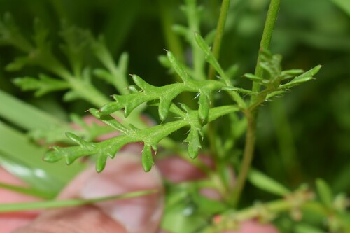 Papaver virchowii — photo