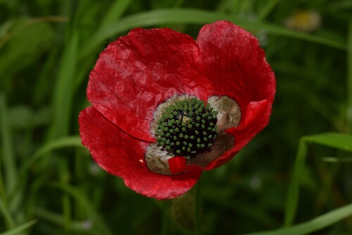 Papaver virchowii