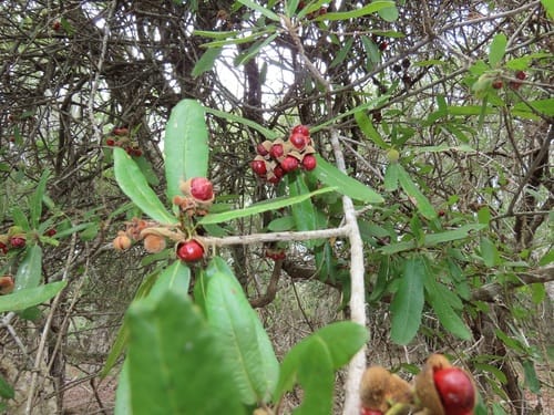 Pappea capensis (South African Cherry) — photo