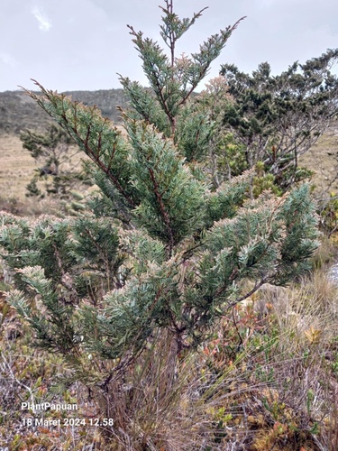 Cupressaceae