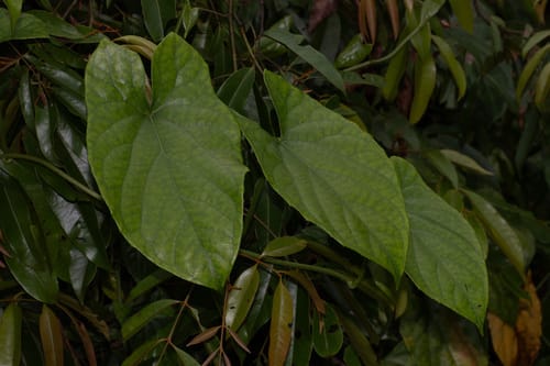 Parabaena sagittata — photo