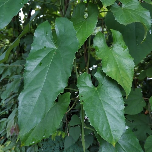 Parabaena sagittata