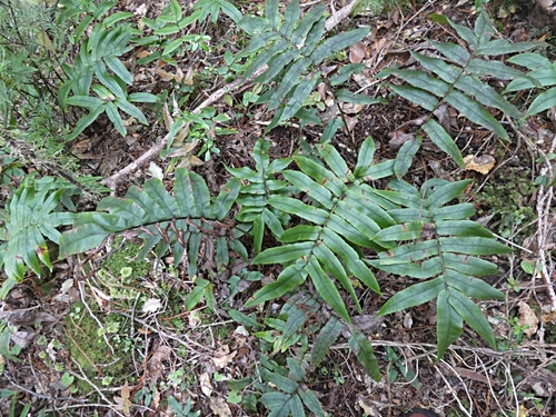 Parablechnum procerum