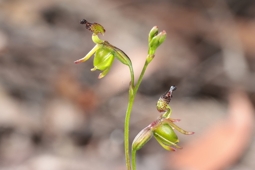 Paracaleana minor (Small duck orchid) — photo