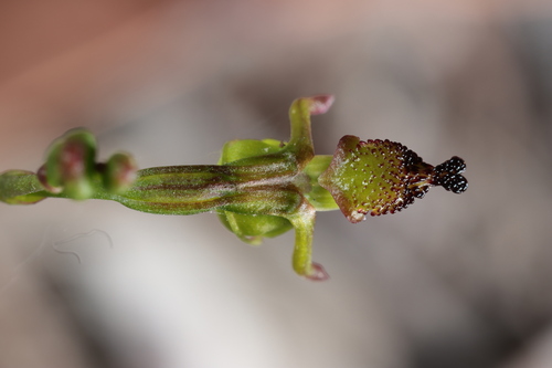 Paracaleana minor (Small duck orchid) — photo
