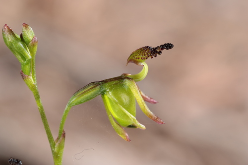 Paracaleana minor
