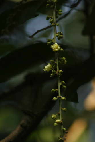 Paracroton pendulus — photo