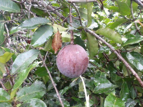 Parahancornia fasciculata