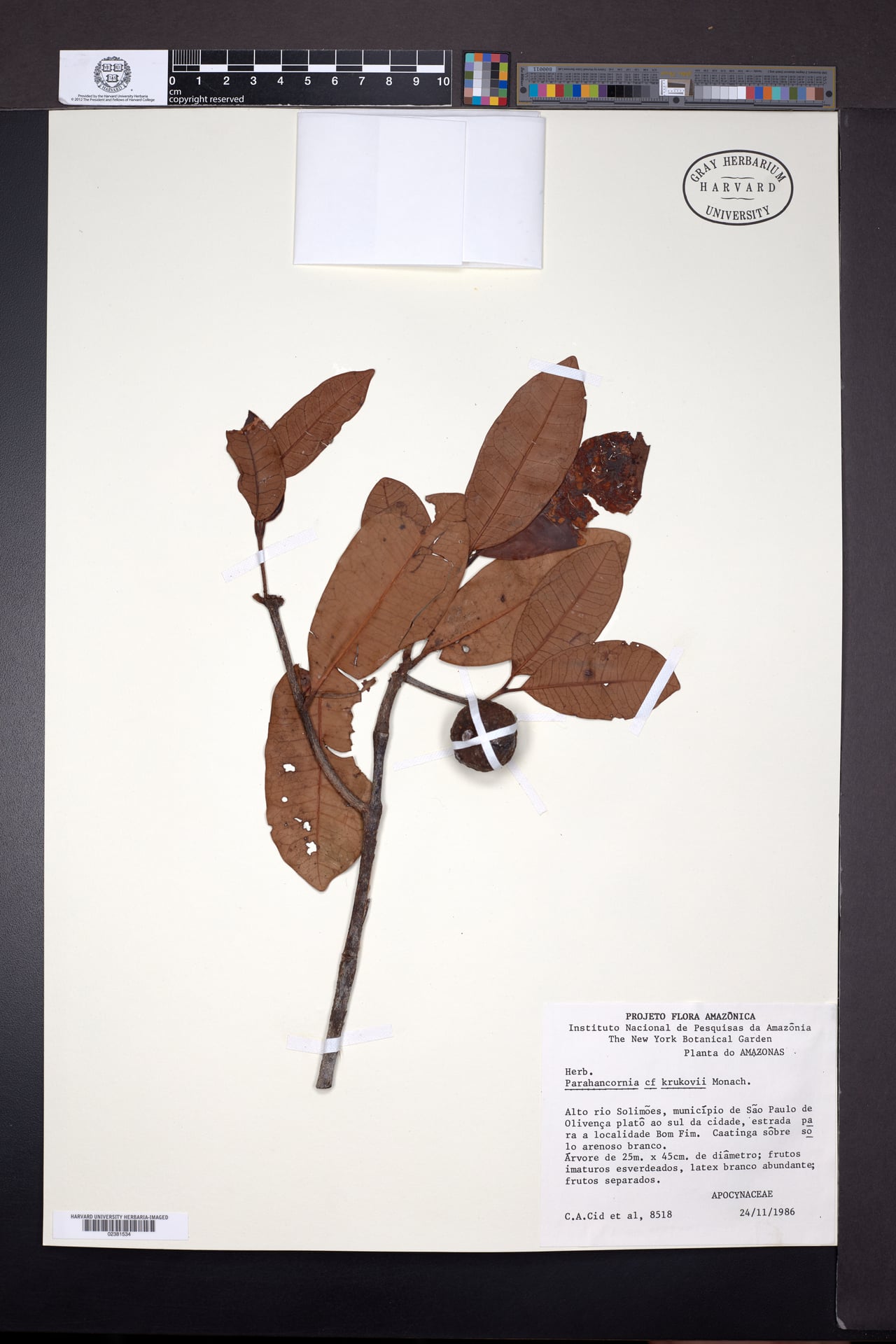 Parahancornia krukovii (Krukov parahancornia) — photo