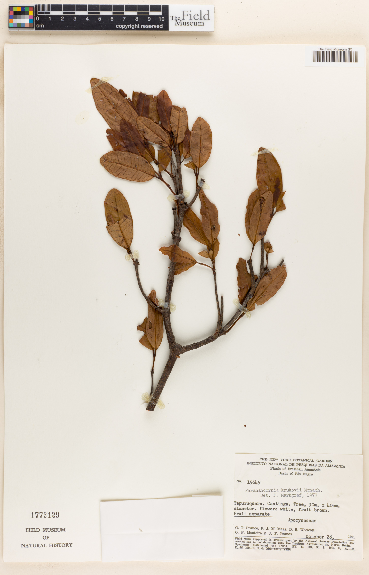 Parahancornia krukovii (Krukov parahancornia) — photo