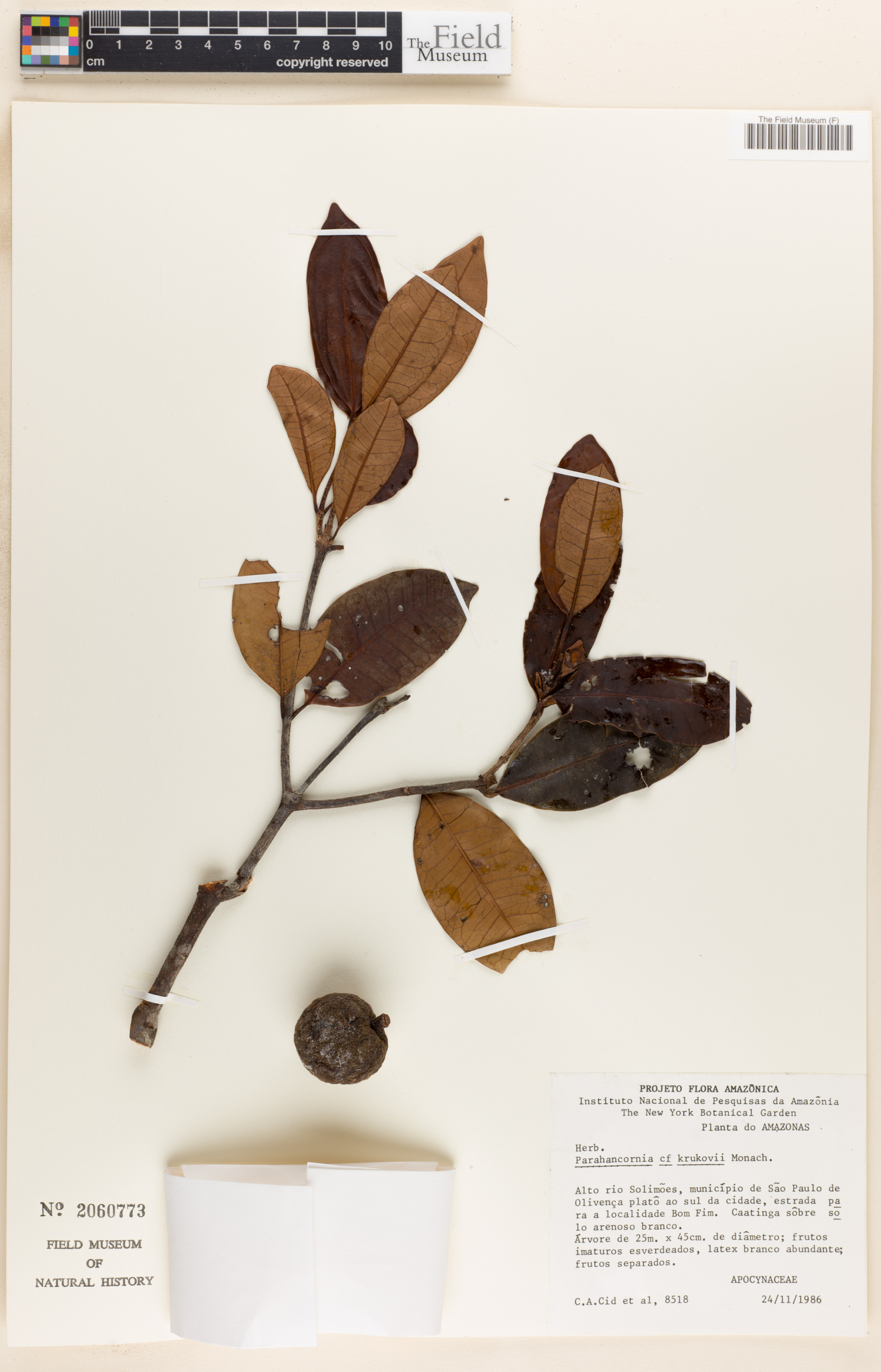 Parahancornia krukovii