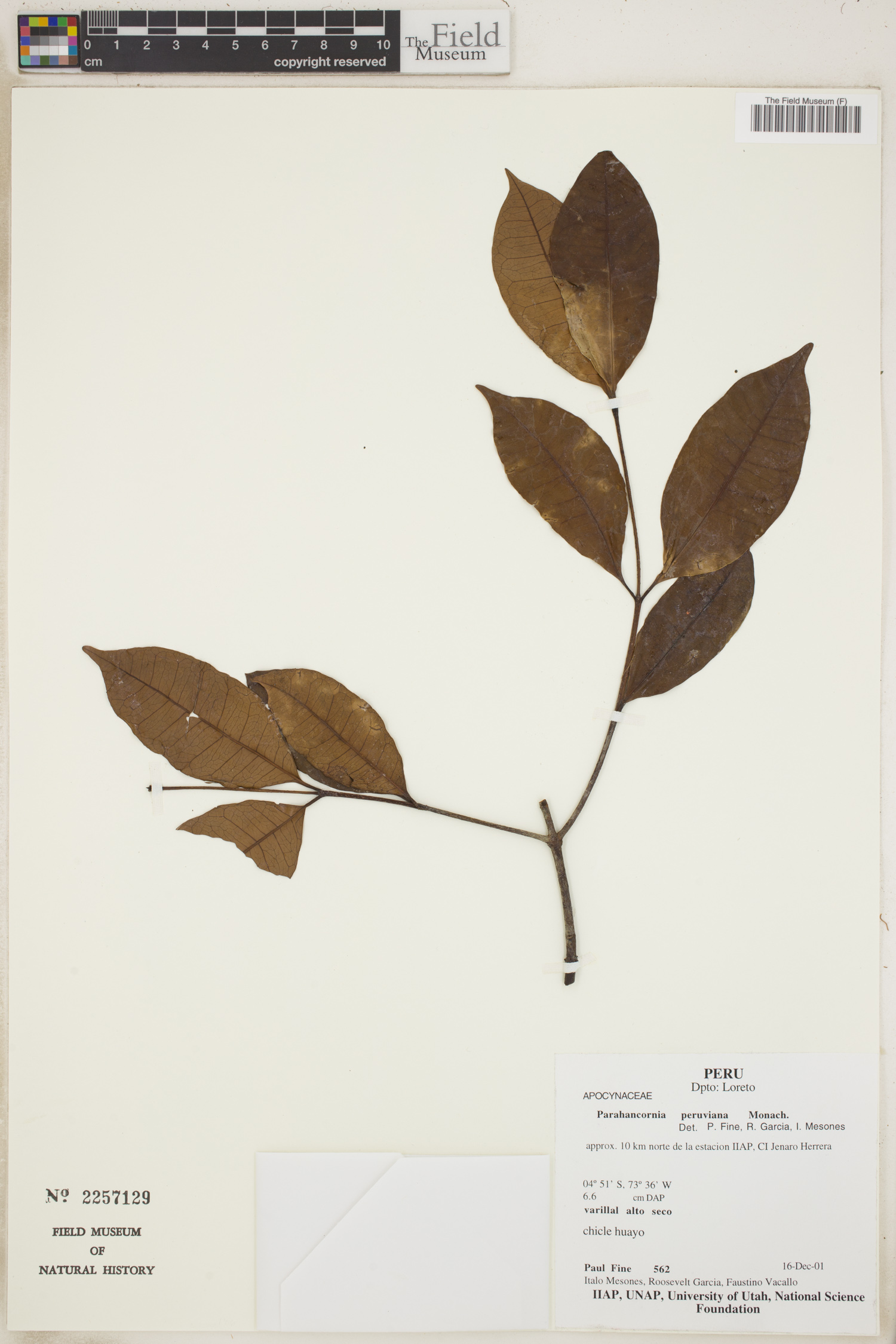 Parahancornia peruviana (Peru parahancornia) — photo