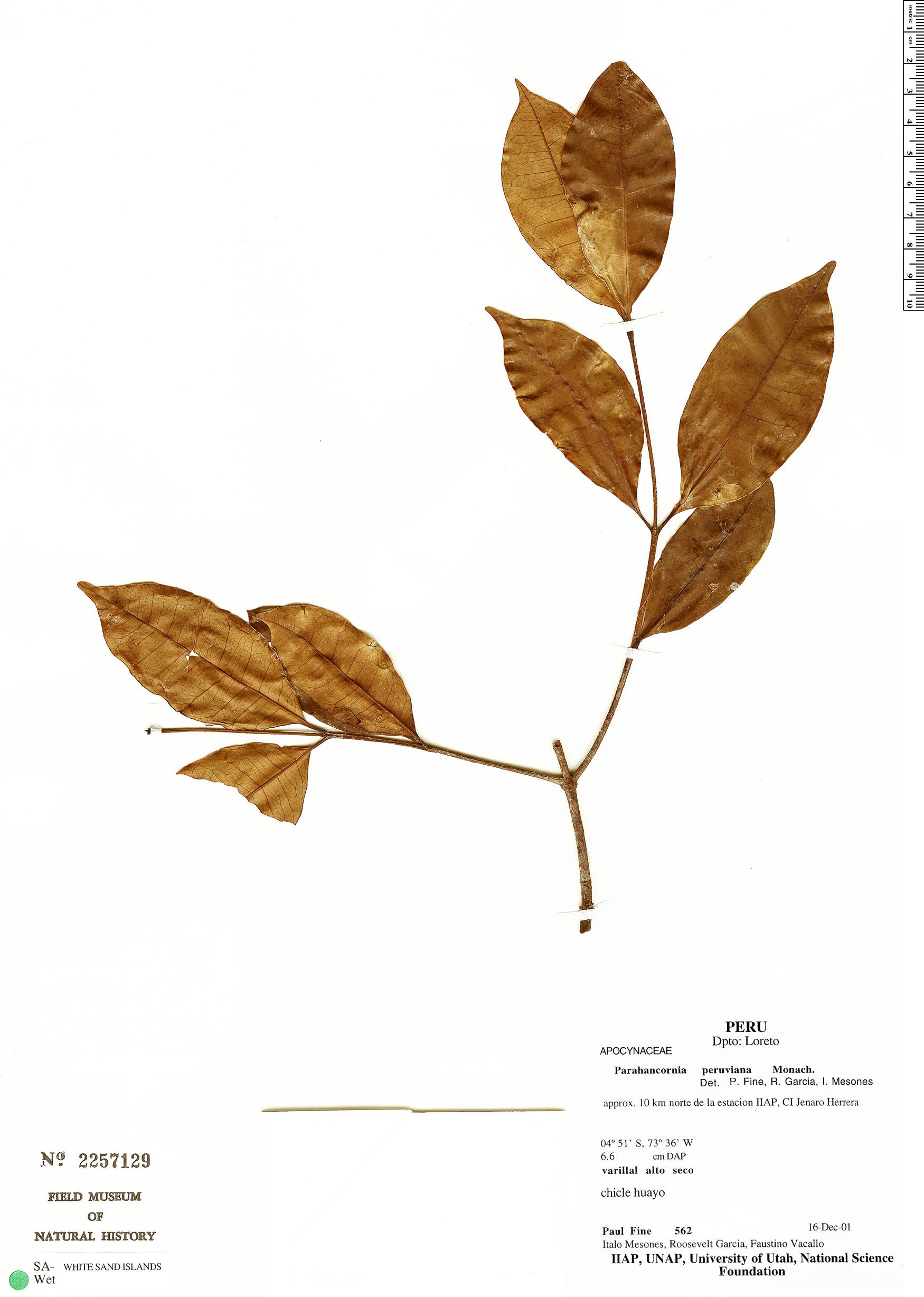 Parahancornia peruviana