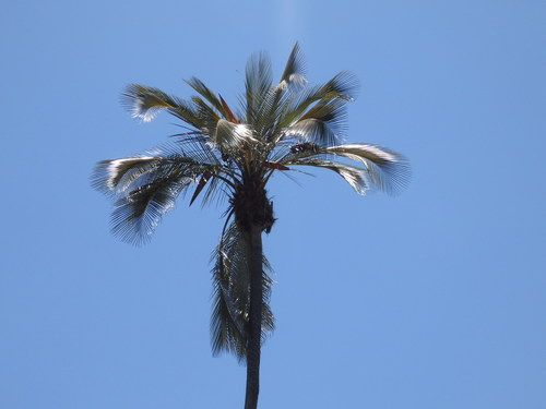 Parajubaea cocoides