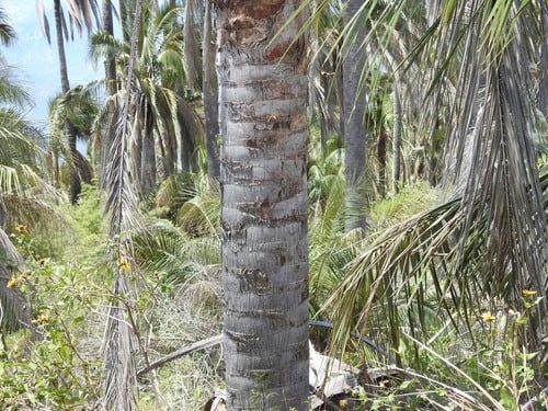 Parajubaea torallyi var. microcarpa