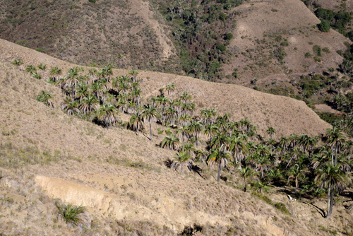 Parajubaea torallyi var. microcarpa — photo