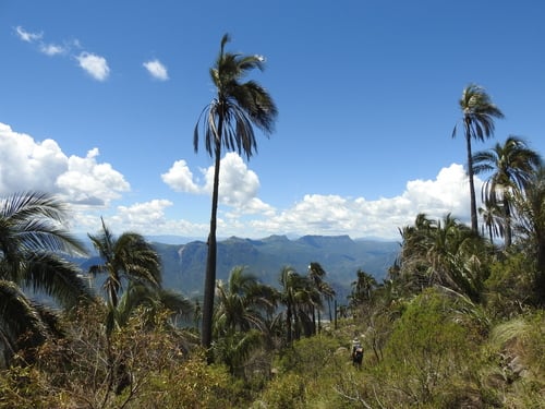 Parajubaea torallyi (Zunkha palm) — photo