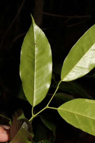 Paramignya scandens