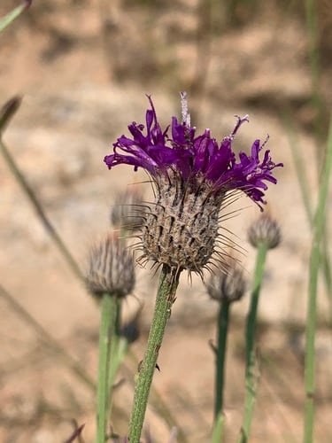 Parapolydora fastigiata