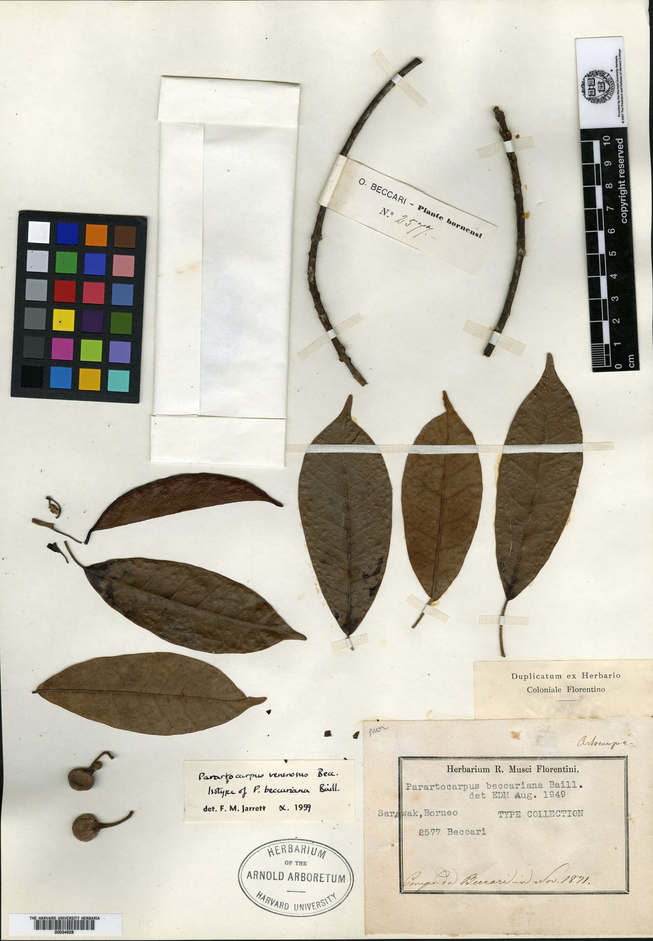 Parartocarpus beccariana