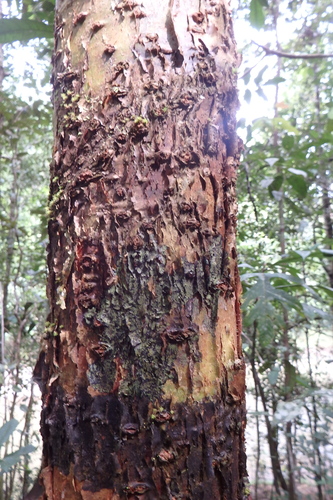 Parartocarpus venenosa (Purut) — photo