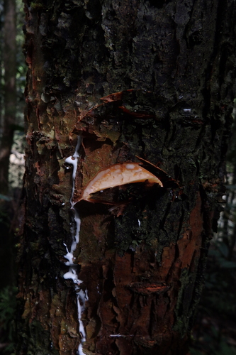 Parartocarpus venenosus subsp. papuana (Malanangka) — photo