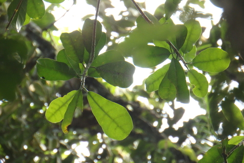 Parartocarpus venenosus subsp. papuana