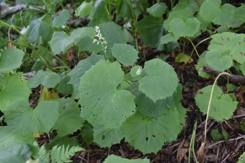 Parasenecio auriculata (Kwibakchwinamul) — photo