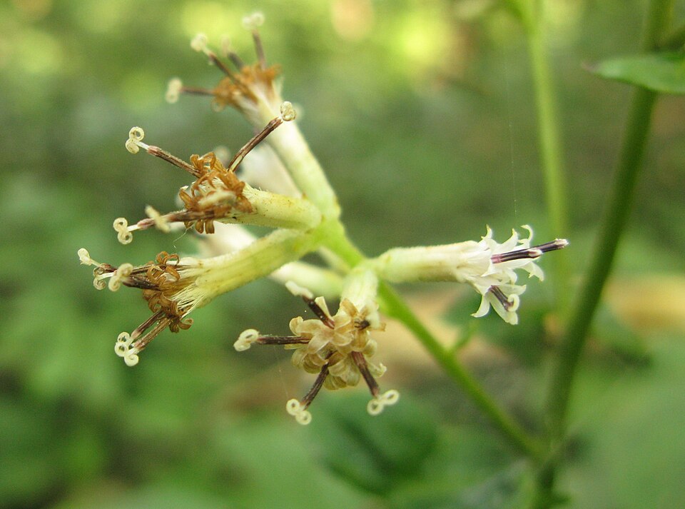 Parasenecio delphiniifolia — photo