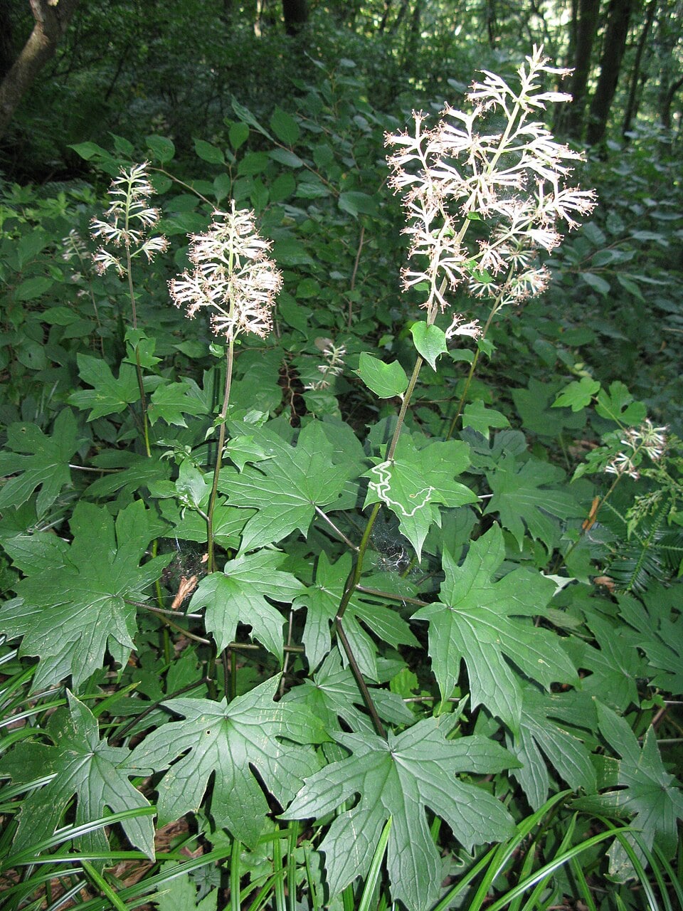 Parasenecio delphiniifolia
