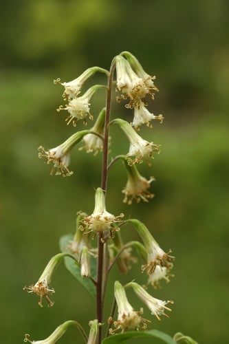 Parasenecio hastatus subsp. orientalis