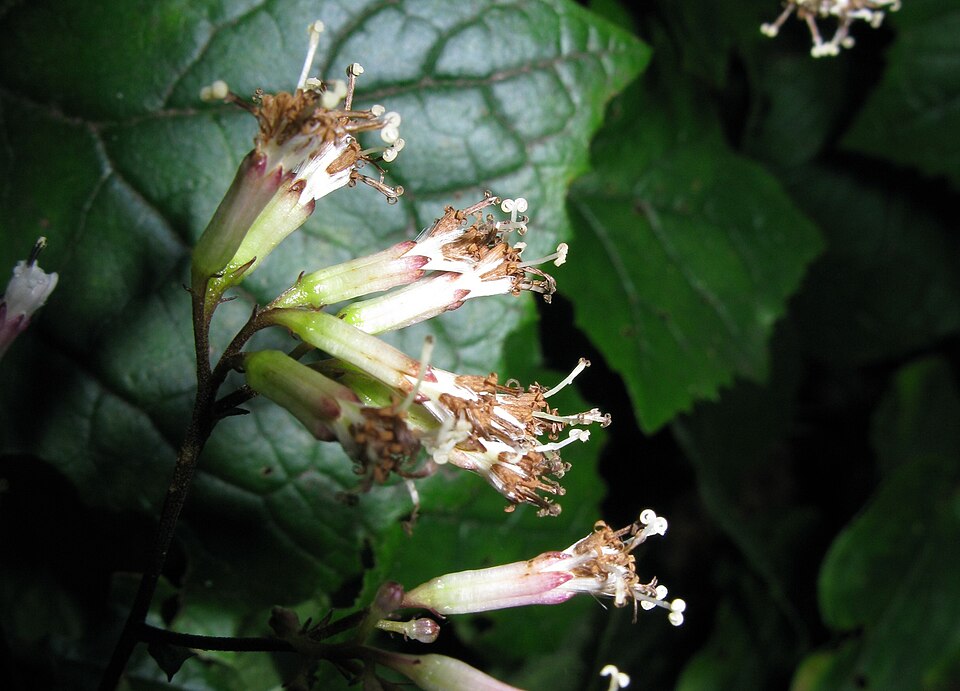 Parasenecio nikomontanus — photo