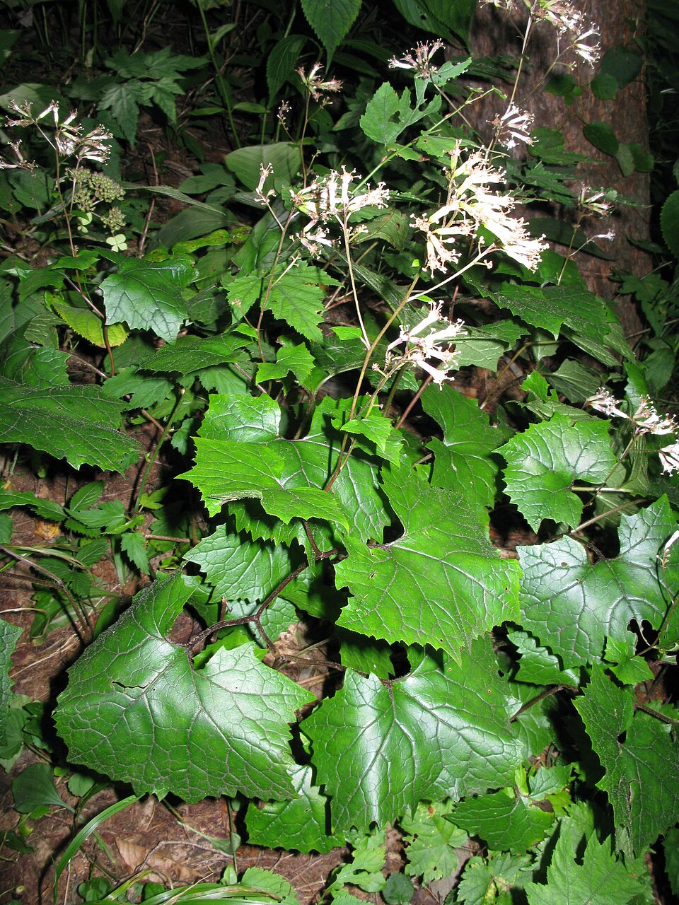Parasenecio nikomontanus