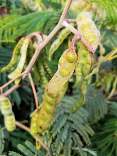 Paraserianthes lophantha (Cape Leeuwin wattle) — photo