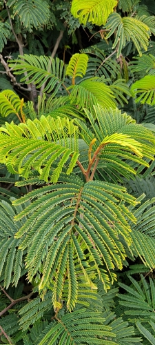 Paraserianthes lophantha (Cape Leeuwin wattle) — photo