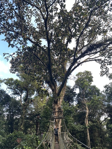 Parashorea macrophylla — photo