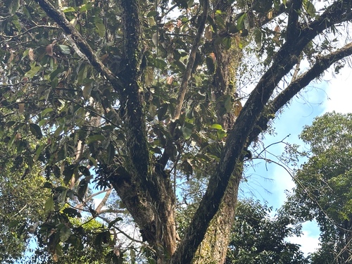 Parashorea macrophylla — photo