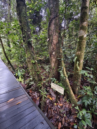 Parashorea macrophylla