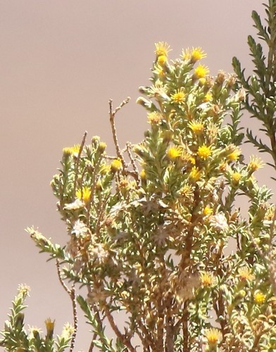 Parastrephia lucida (Mayu tola) — photo