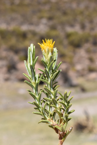 Parastrephia lucida