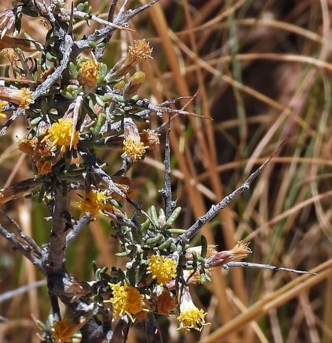 Parastrephia lucida (Mayu tola) — photo