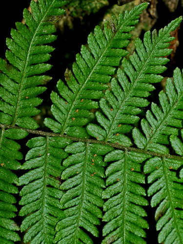 Parathelypteris glanduligera — photo