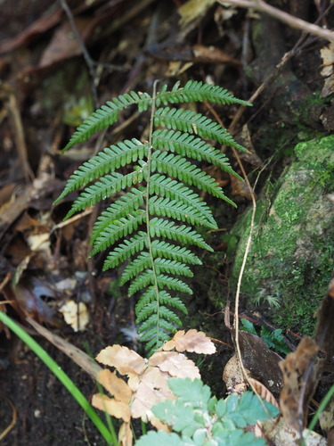 Parathelypteris glanduligera — photo