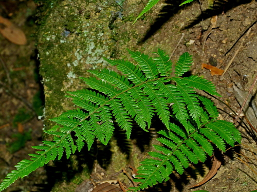 Parathelypteris glanduligera