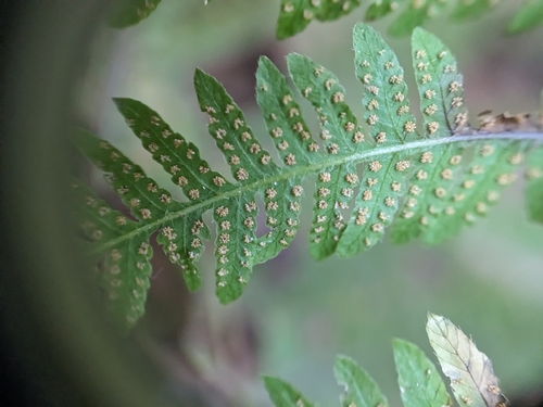 Parathelypteris noveboracensis — photo