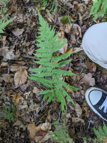 Parathelypteris noveboracensis — photo