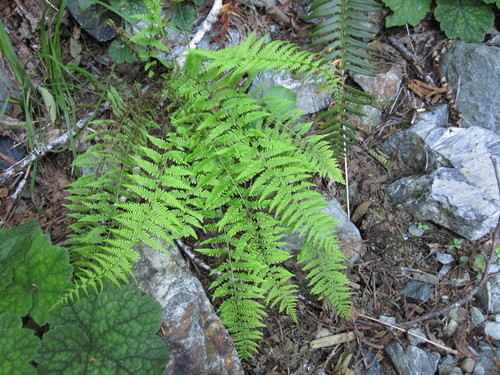 Parathelypteris noveboracensis