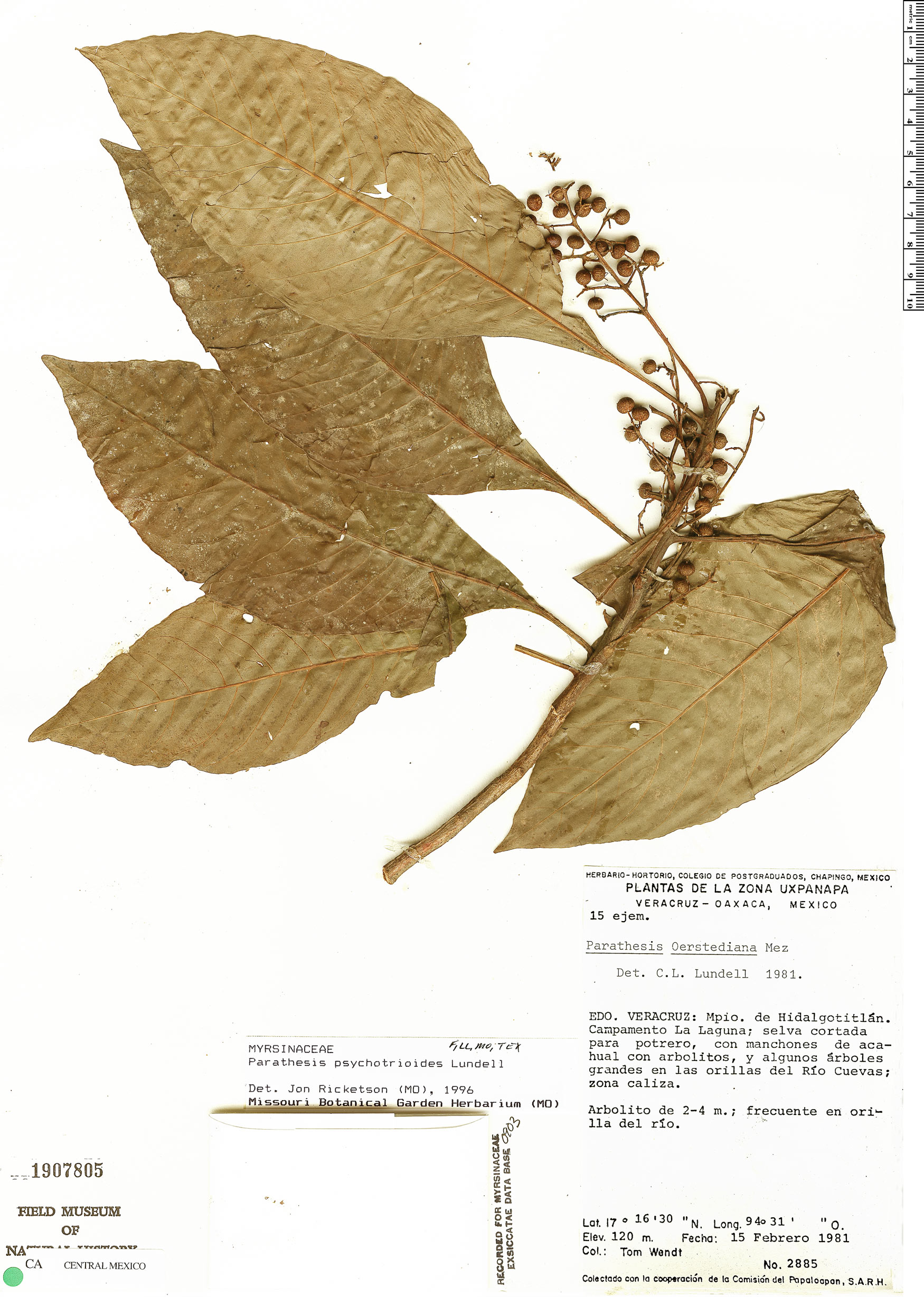 Parathesis psychotrioides