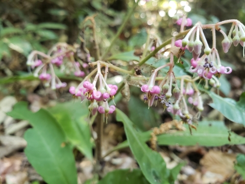 Parathesis villosa