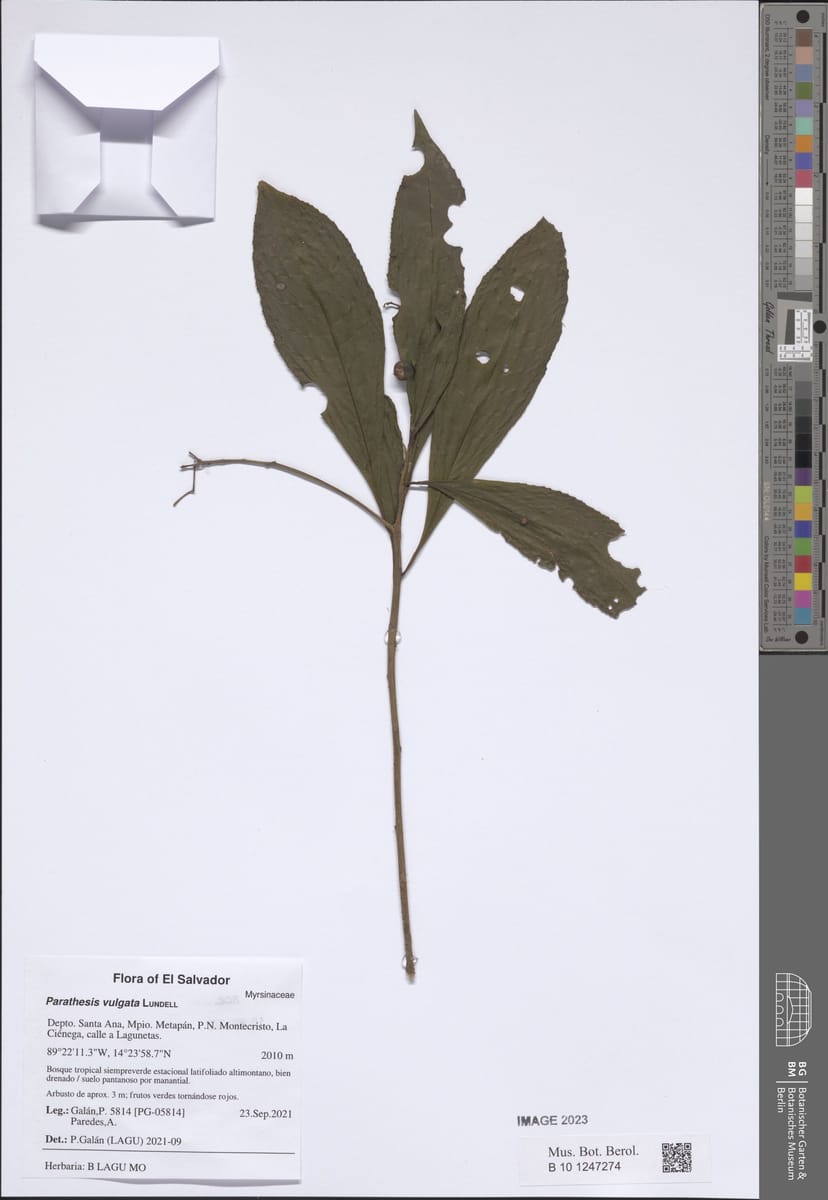 Parathesis vulgata — photo